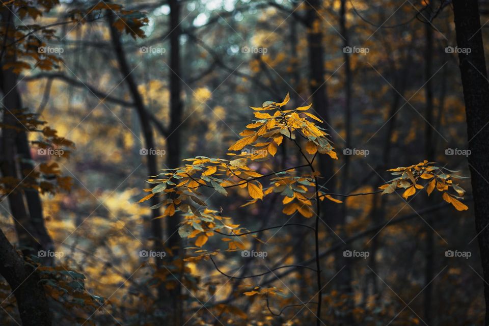fall leaves in the fallen