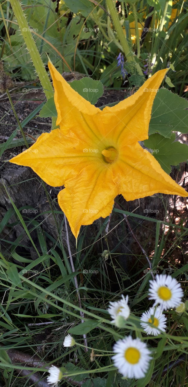 yellow zucchini flower in shade