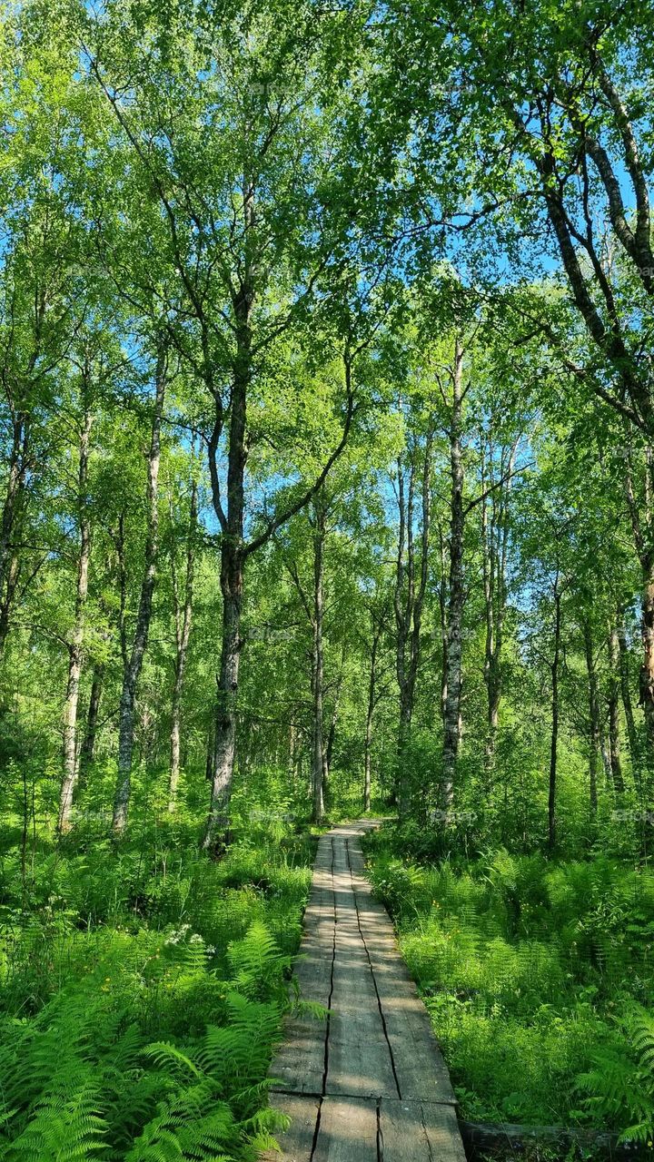 A quiet path in a beautiful Finnish forest