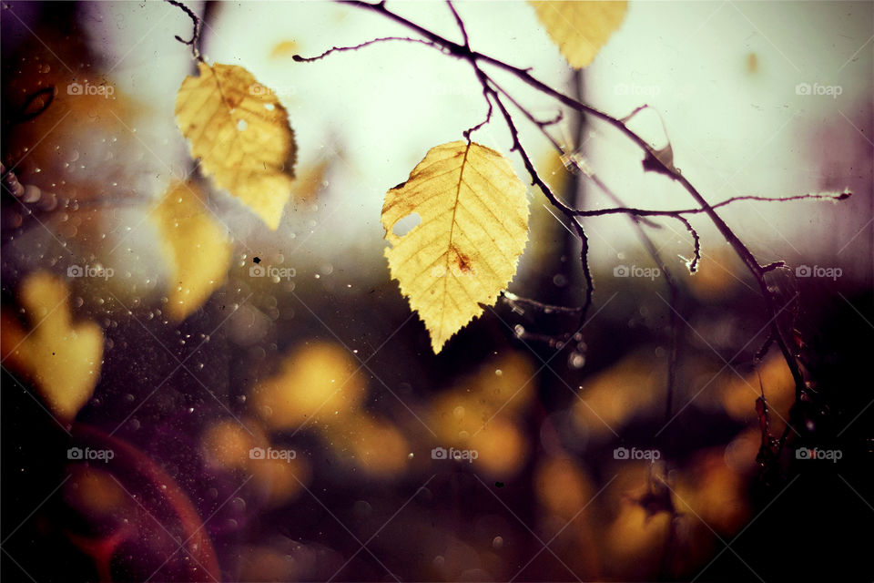 Web around yellow leafs