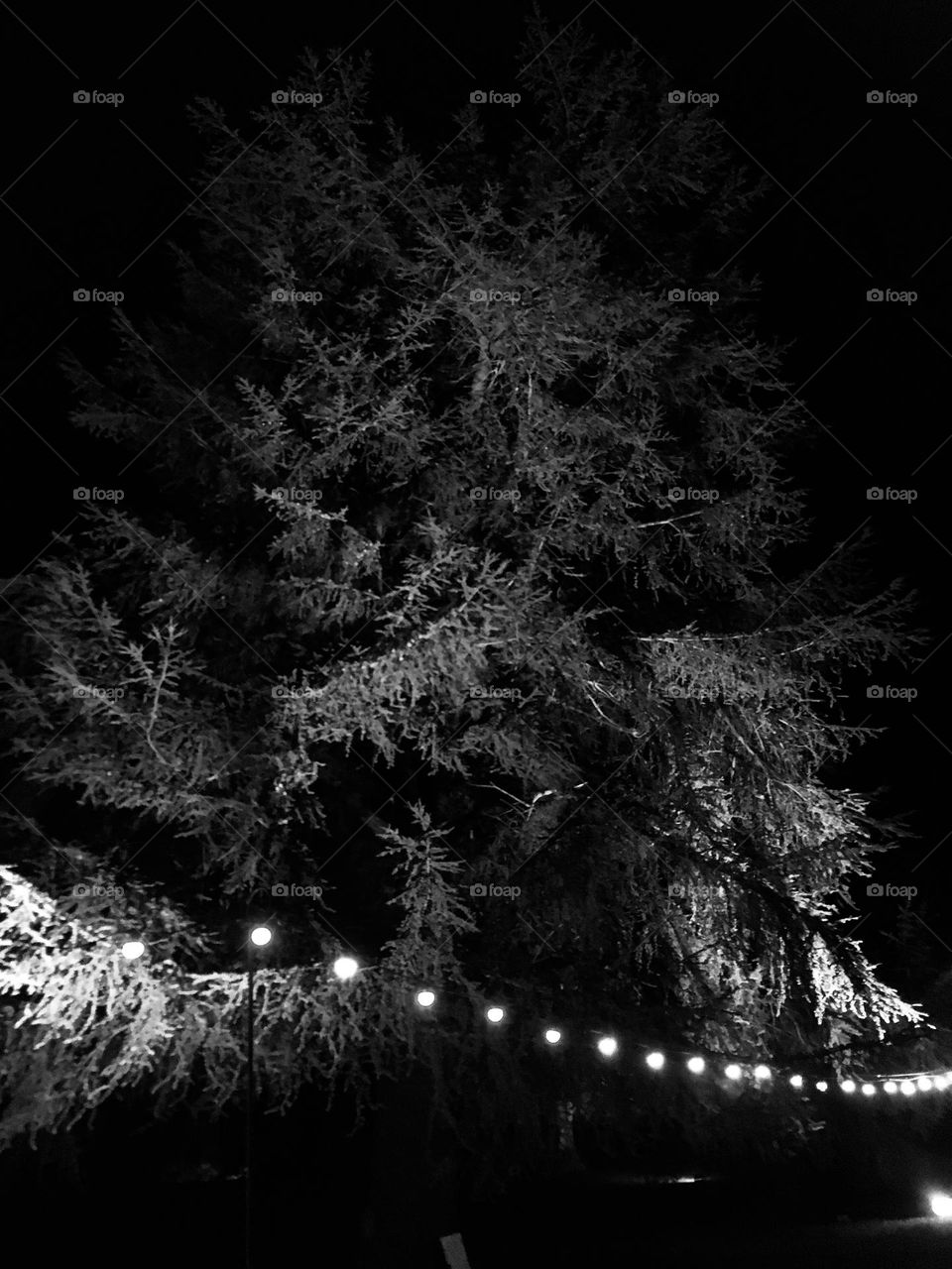 A tree lit up at night. I love it’s shadowy, wispy beauty. This was taken in the gardens of Hever Castle in Kent. 