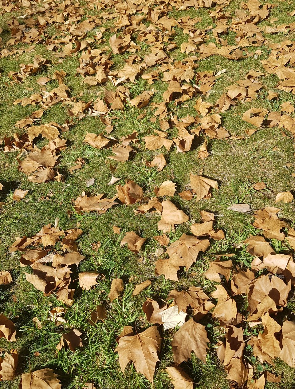 Dry Leaves
