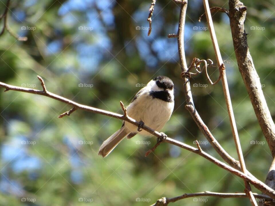 Chickadee on a branch