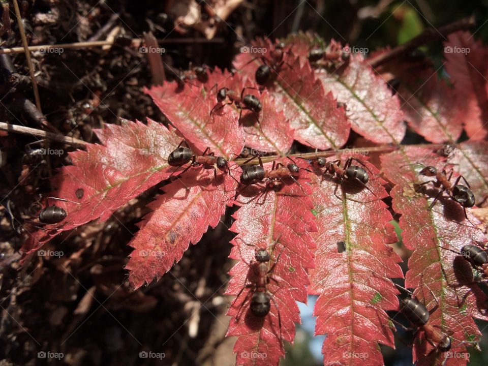 There is an ant hill close to my house. The weather has been nice so the ants have been very busy and active. I noticed that many ants makes an interesting sound.