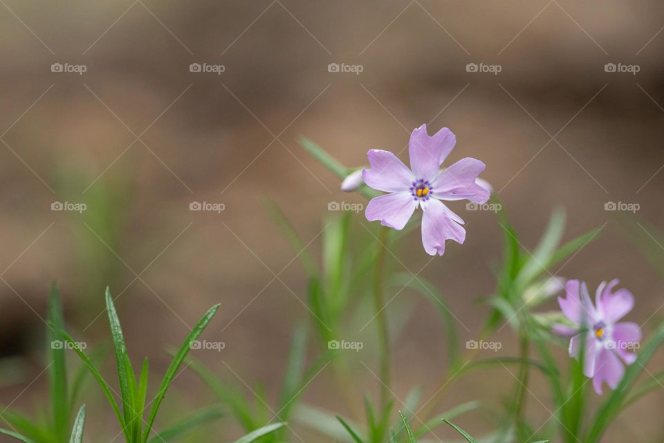 A phlox flower 