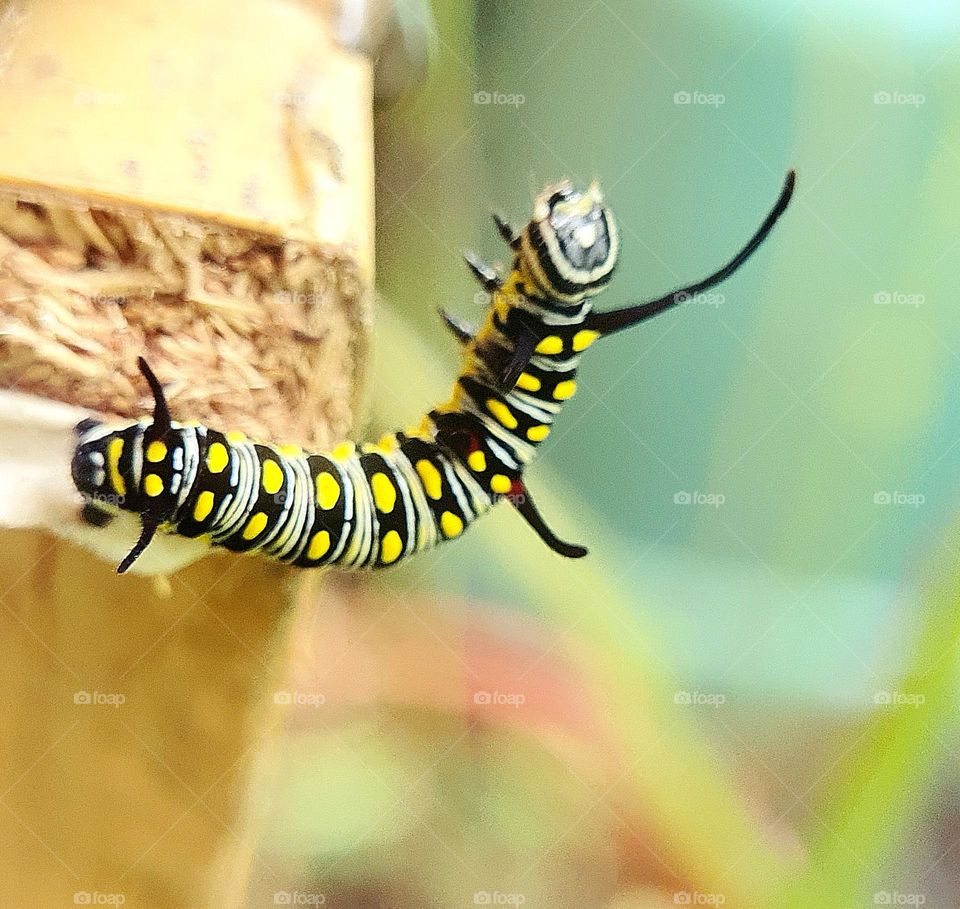 Endangered Monarch Caterpillar on Broken Furniture