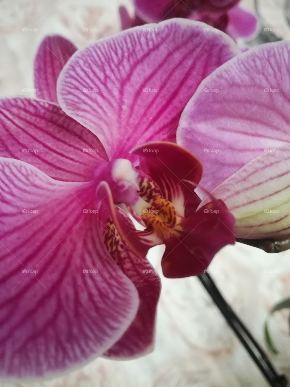 Phalenopsis 1
