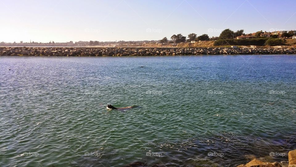 sea lion swimming at the harbor