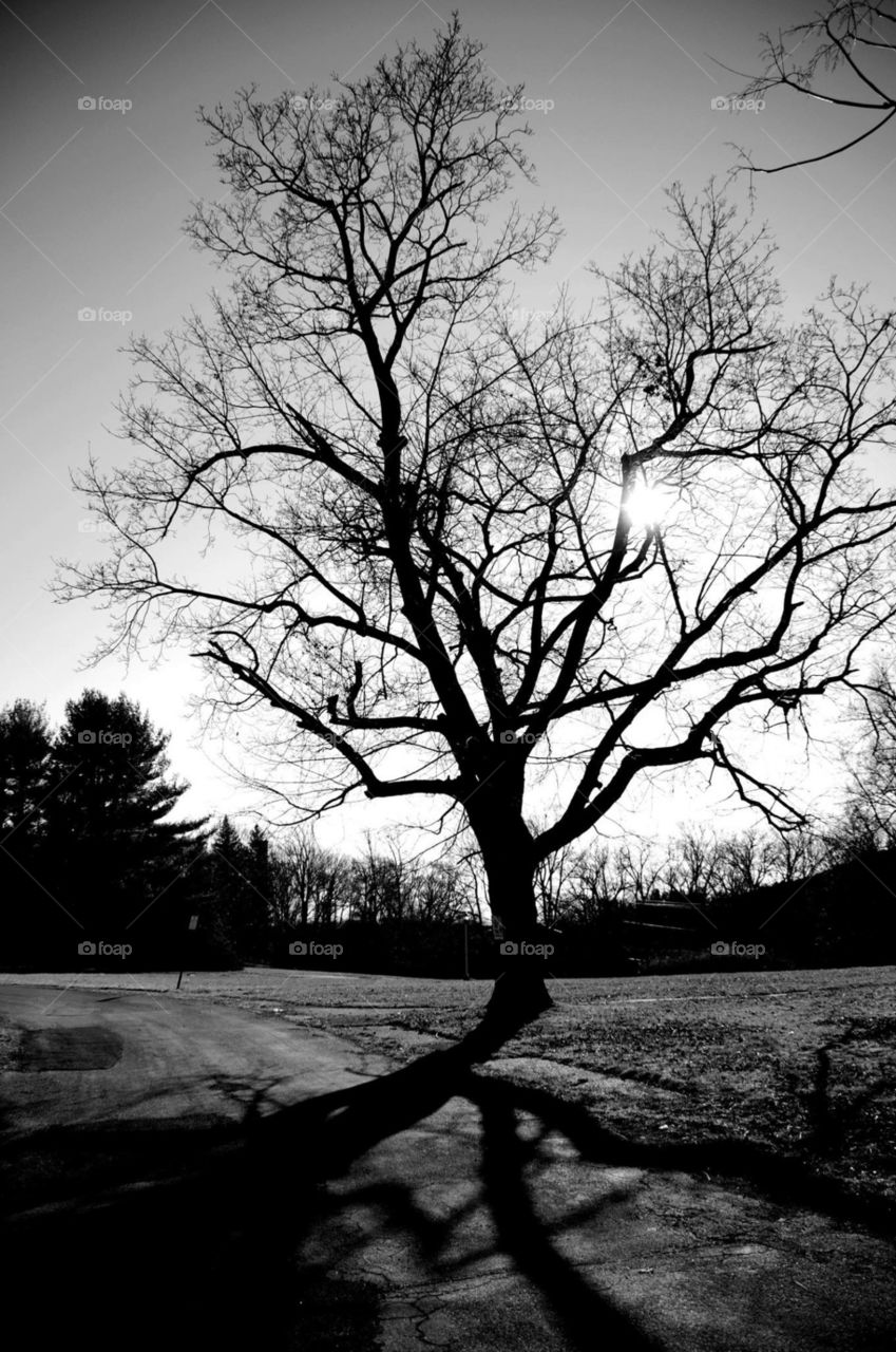 black and white tree 