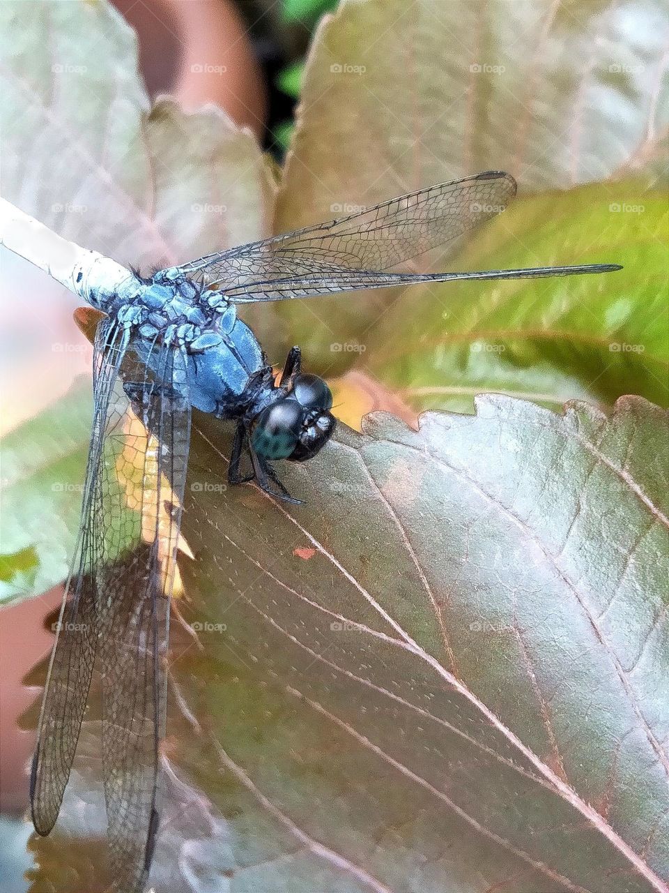 Blue dragonfly with black green head.