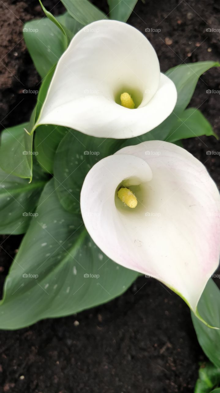 White Arum