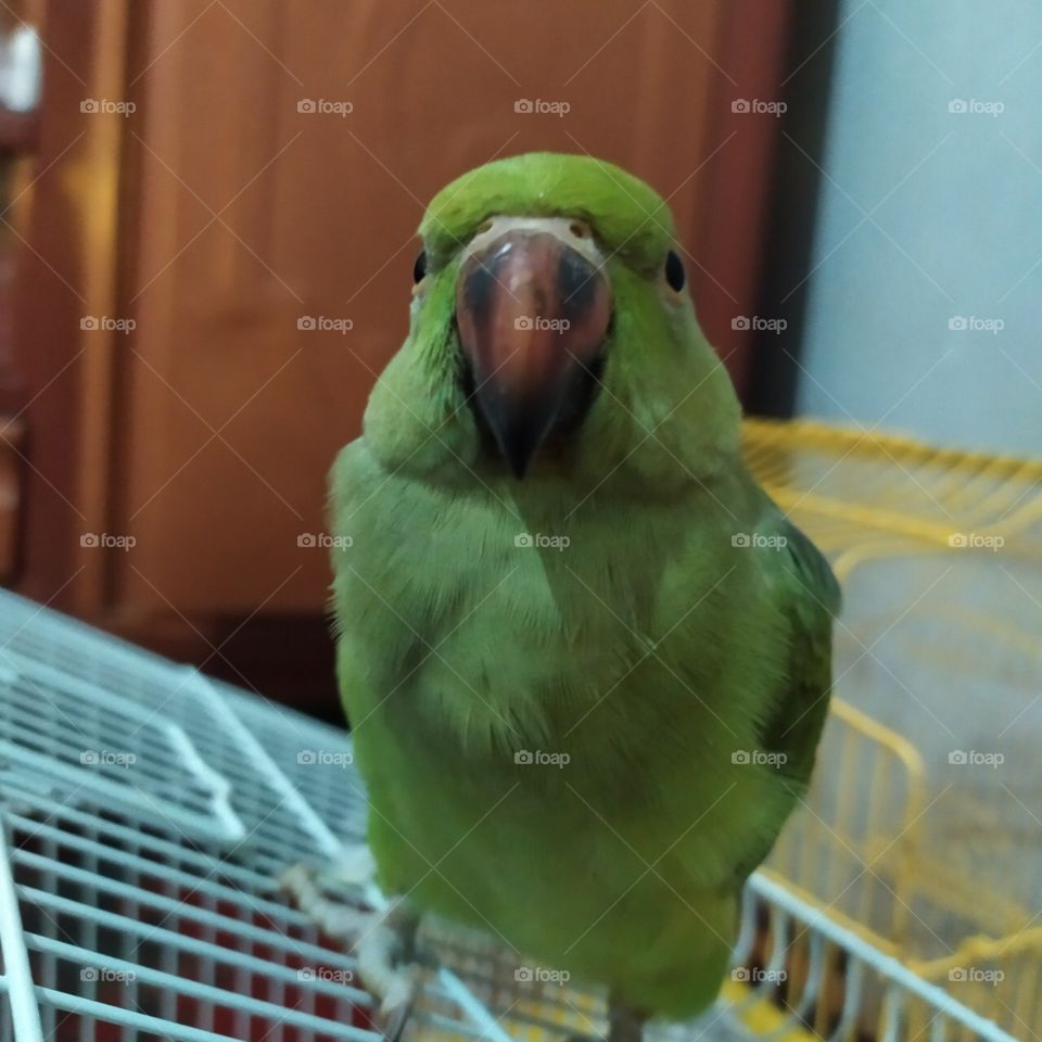 Cute parrot 