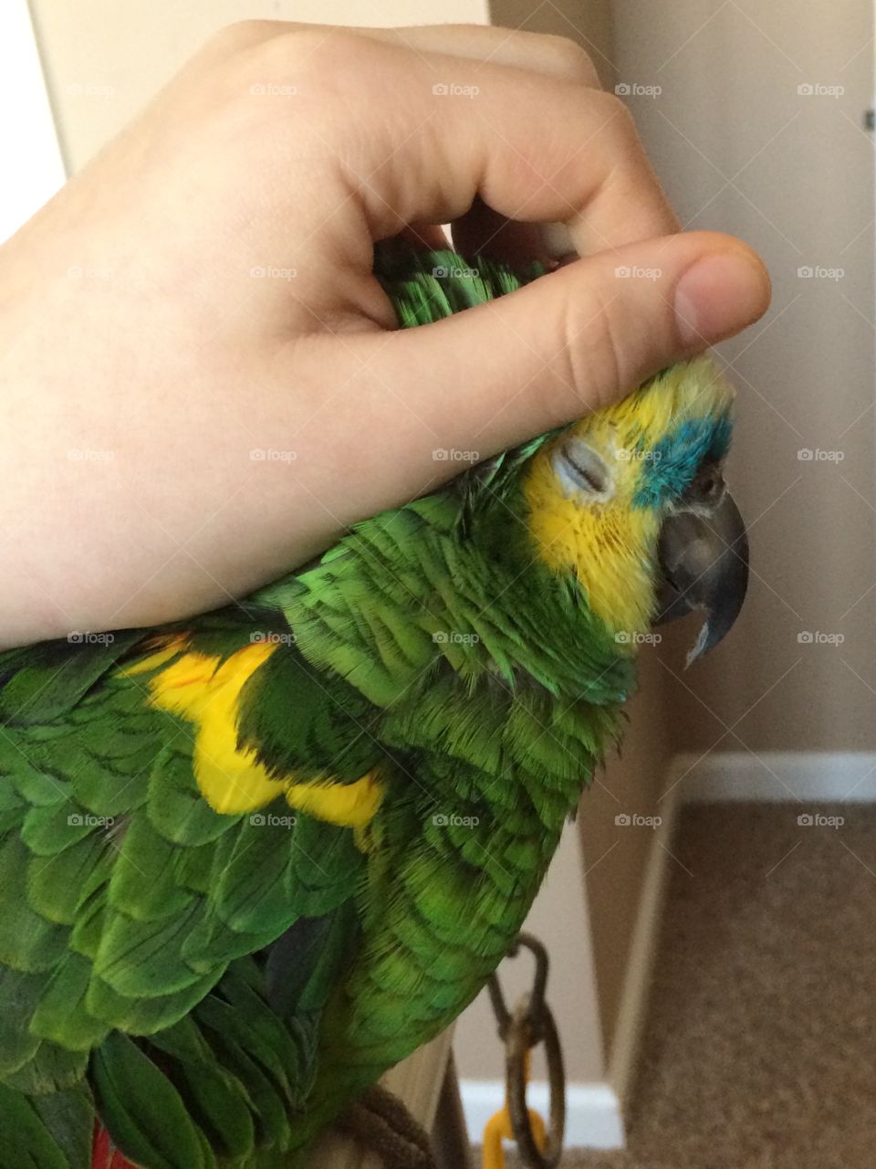 Petting my parrot 