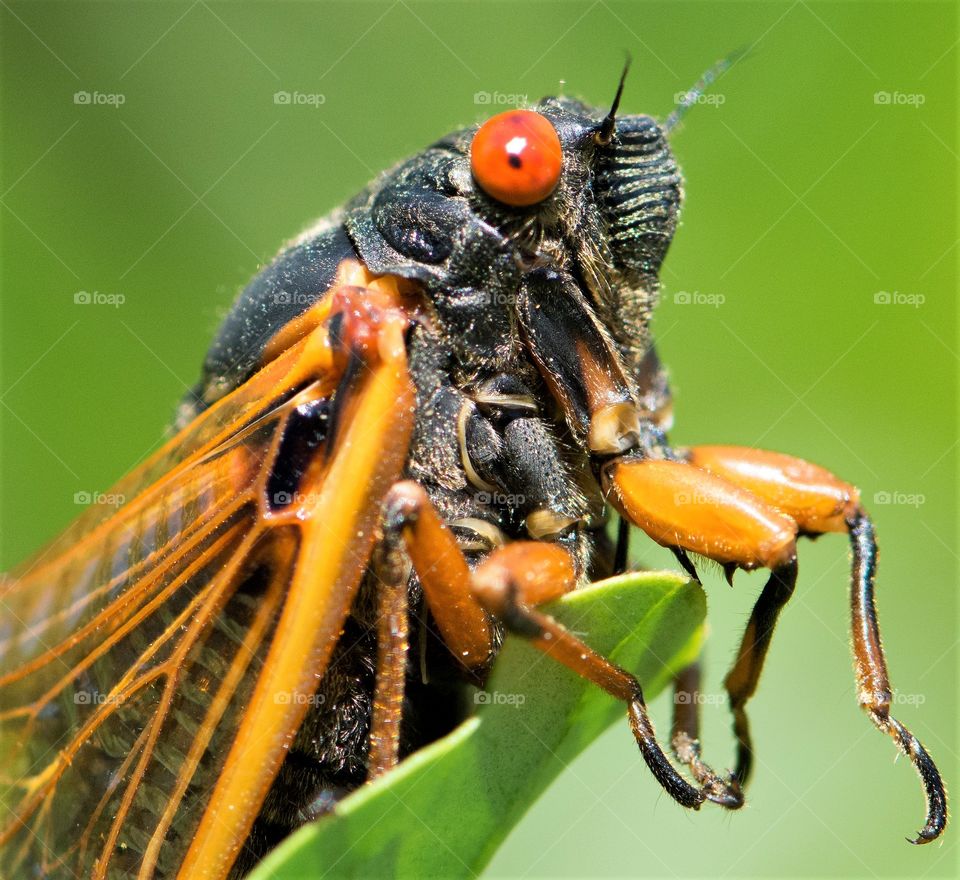Magi-Cicada, seventeen year cicada, with beautiful red eyes
