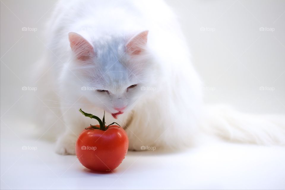 Cat and tomatoes on white background