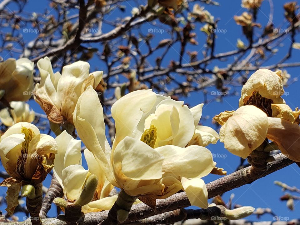 Magnolia blossoms