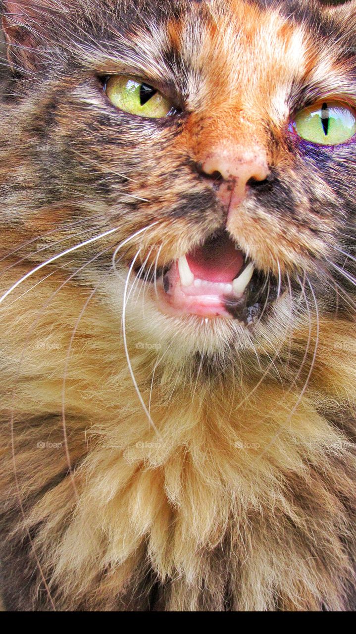 angry cat with mouth open