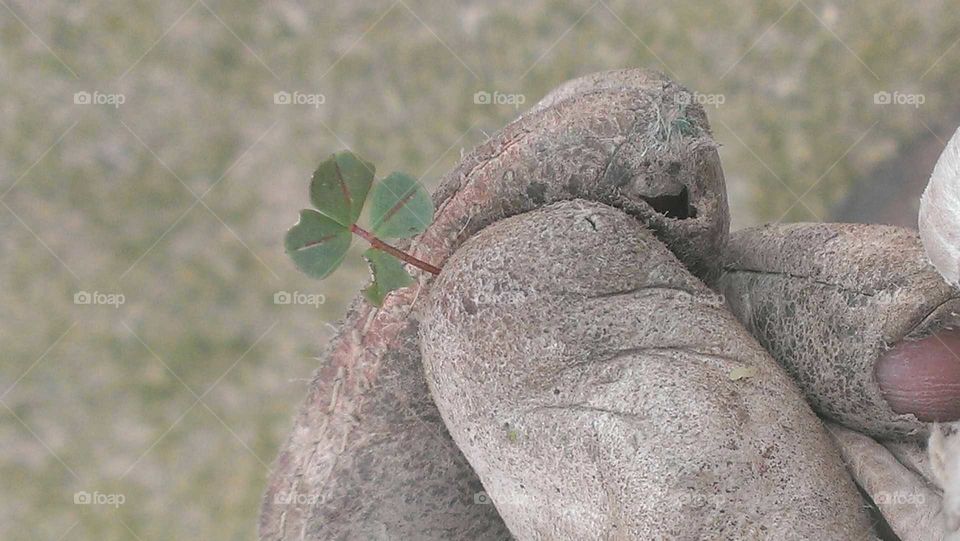 4 leaf clover