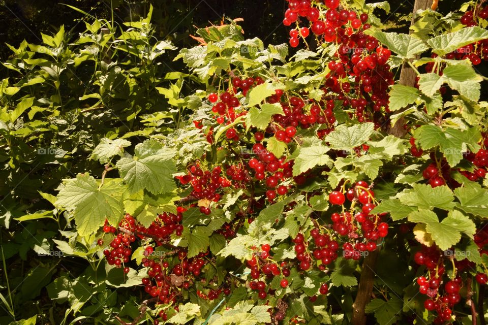 Red currant