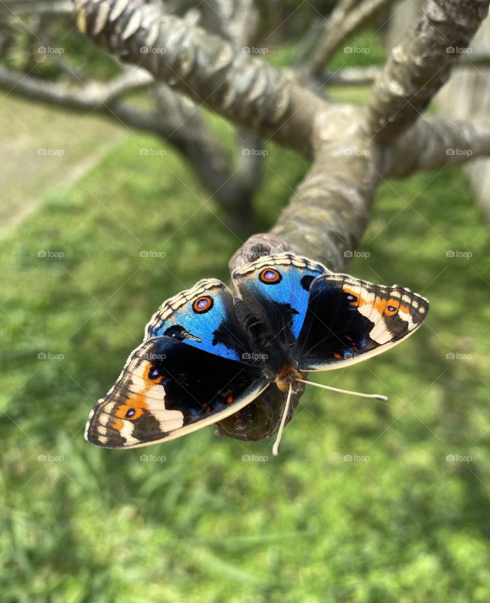 butterfly perched on a tree