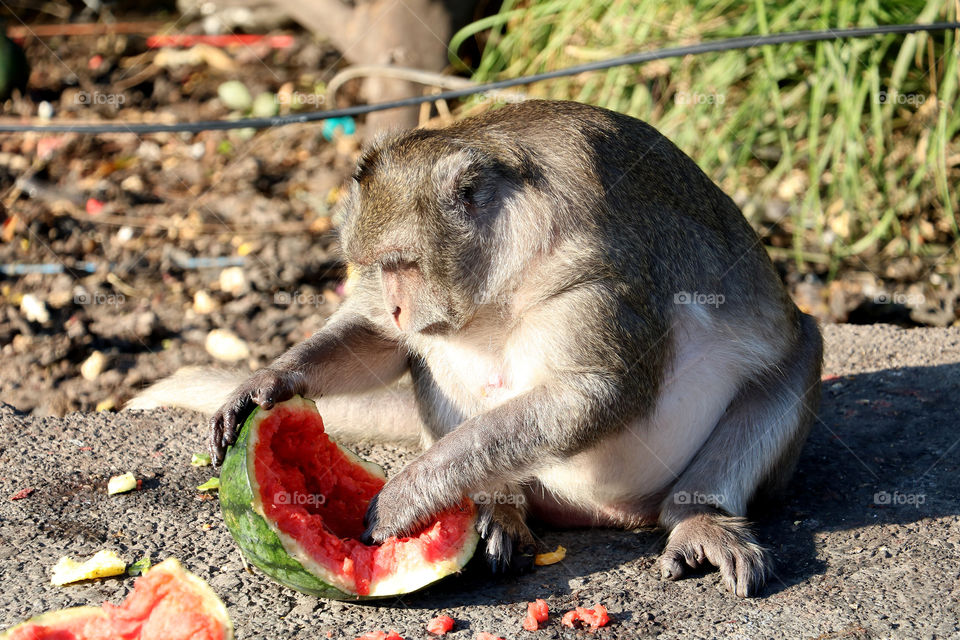 Fat monkey​ eating