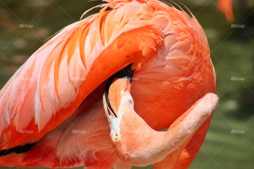 Flamingo