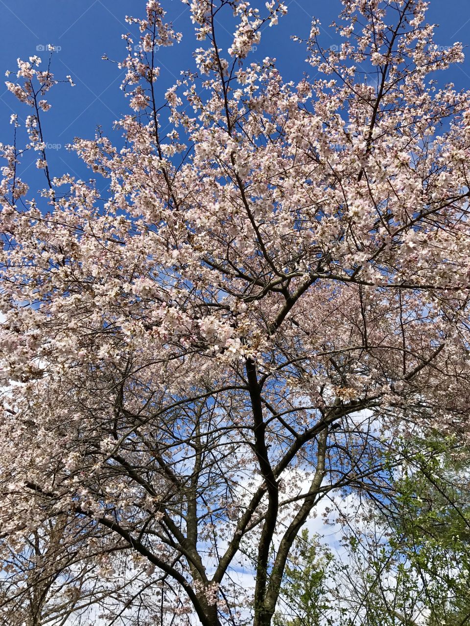 Spring in Cincinnati 