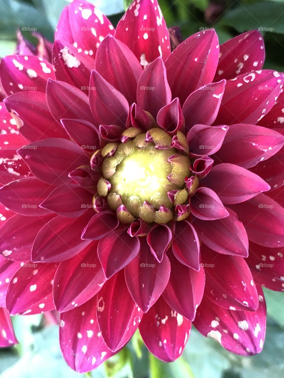 Dahlia petals opening to reveal their fractal designs to light. Bright magenta magic.