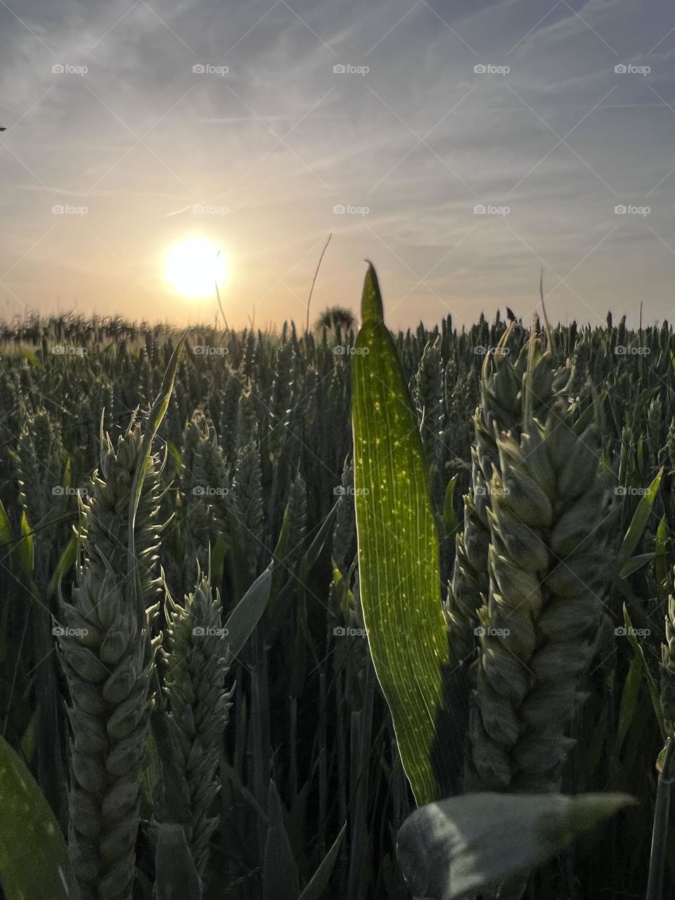 Wheat field