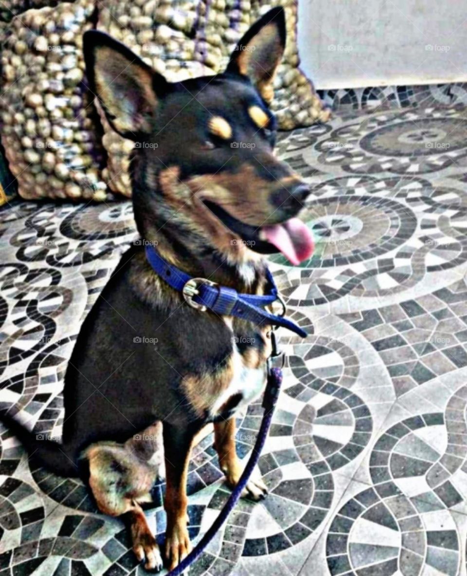 my most beautiful and cute dog.