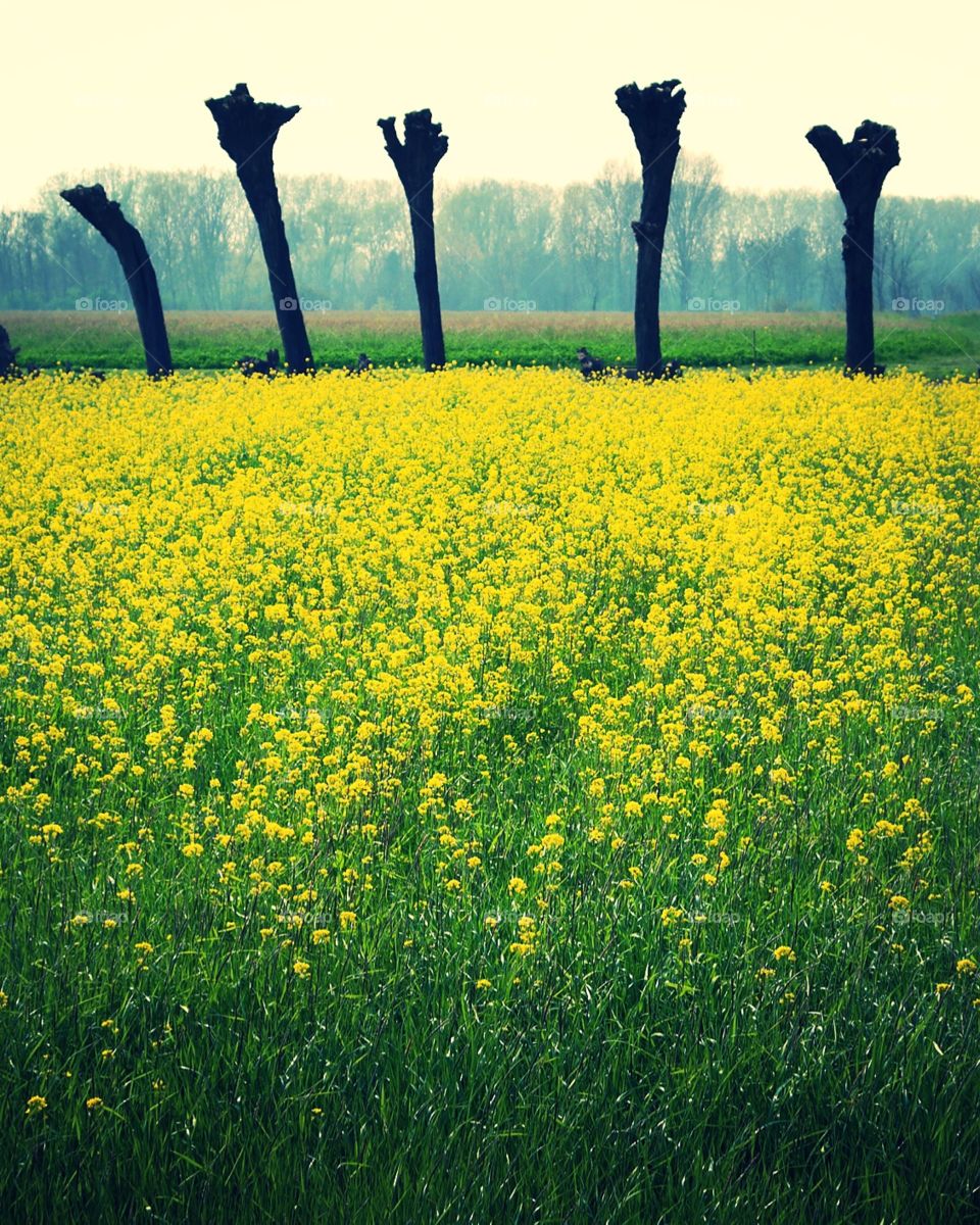 Yellow . Yellow flowers of the spring 