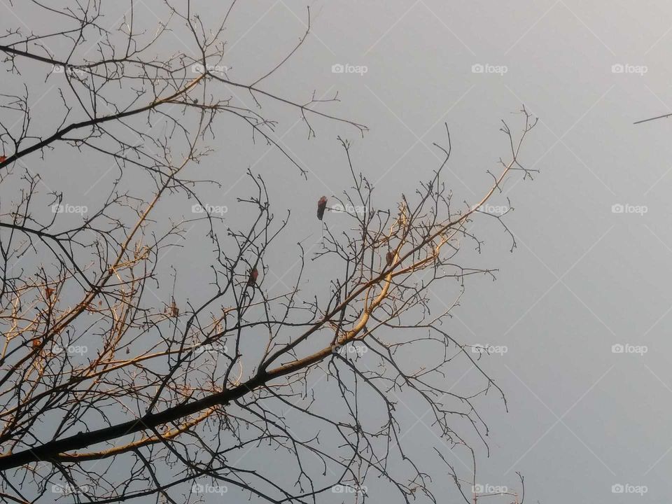 tree branches with birds