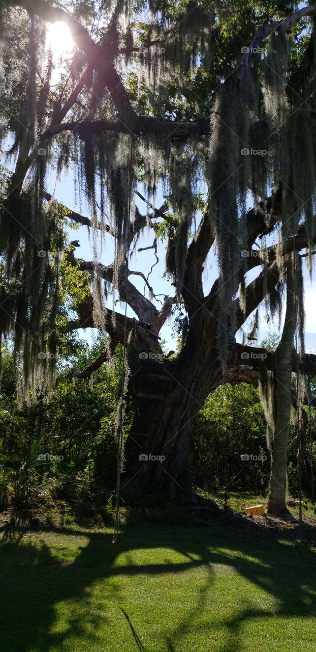 old live oak tree