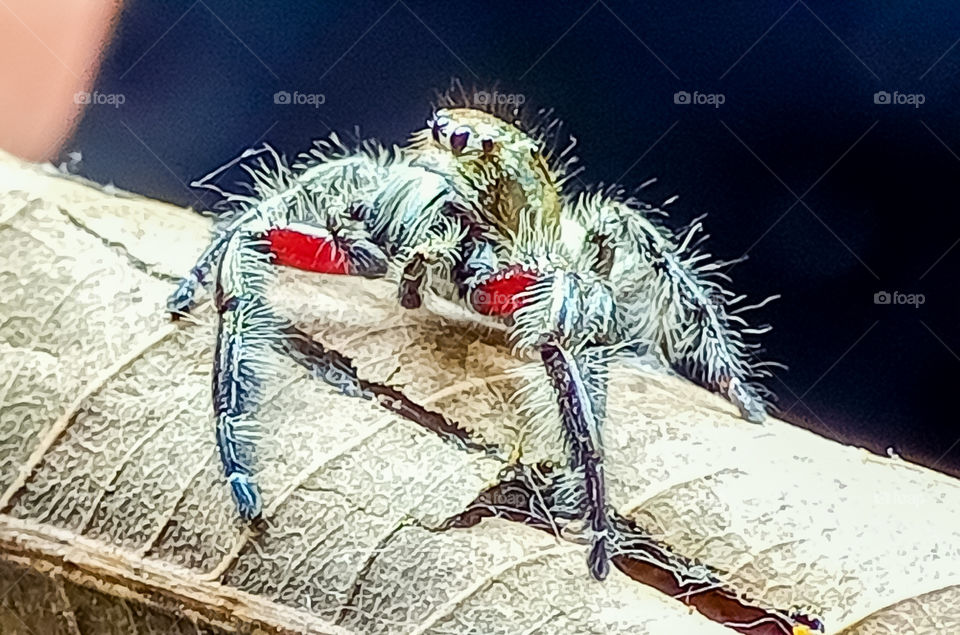 jump spider
