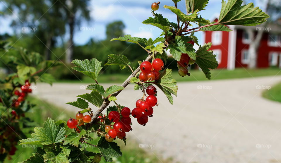 Swedish red berries.