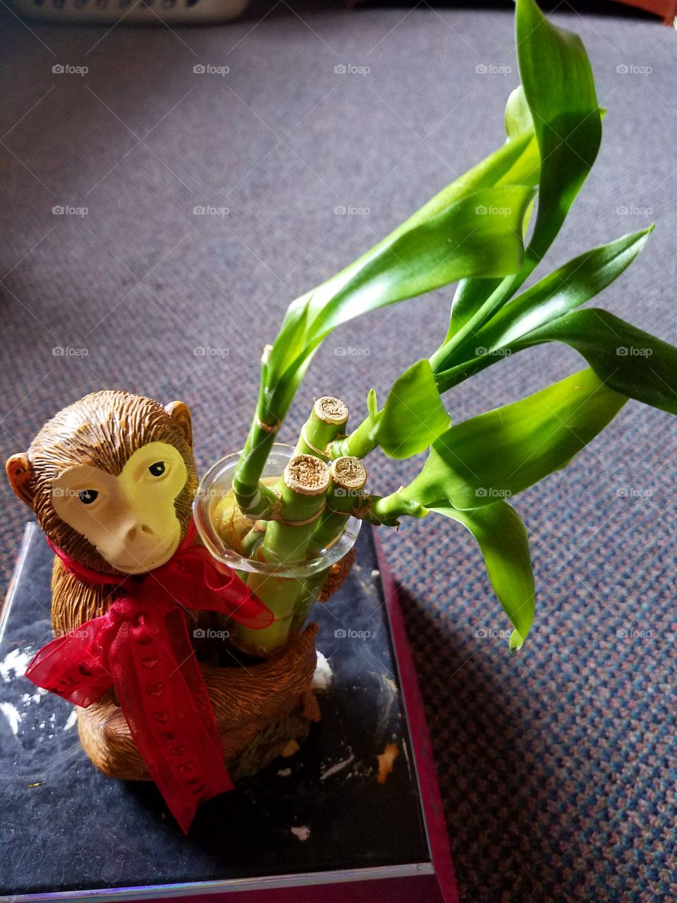 Lucky bamboo in monkey vase..