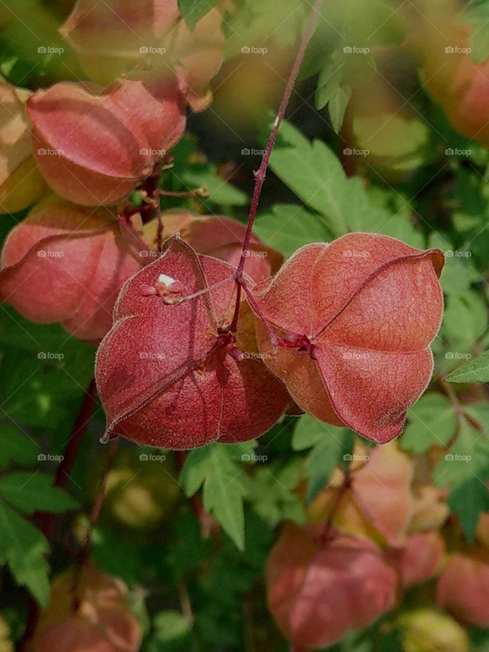 World in macro: the fruit of balloon vine.