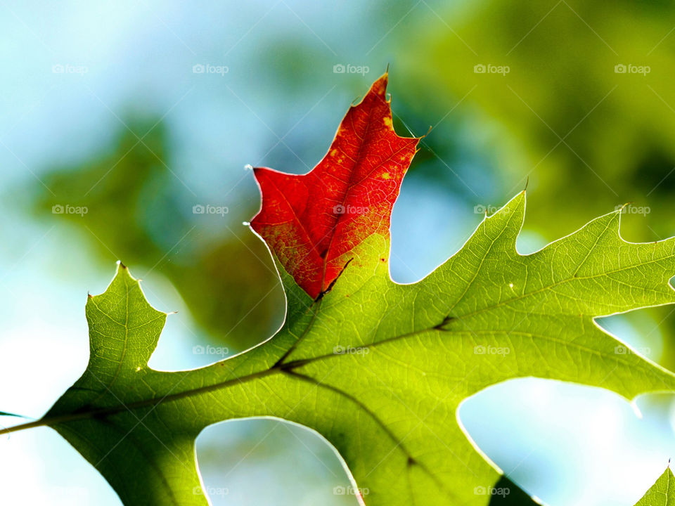 Макро, осень, лист 