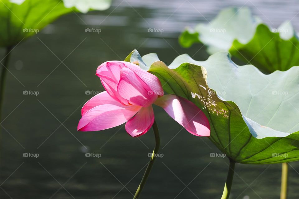 lotus