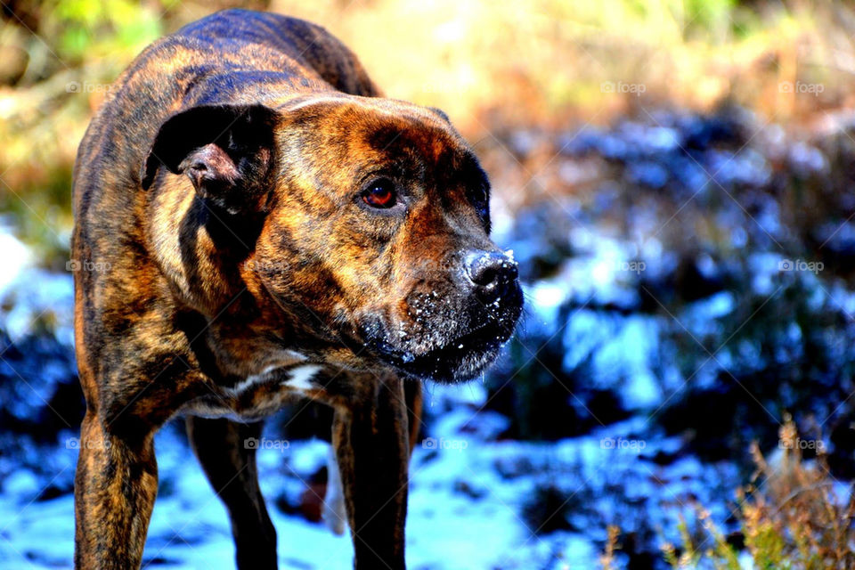 snow dog dogs animals by bubu