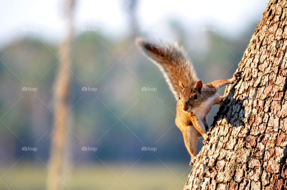 Squirrel