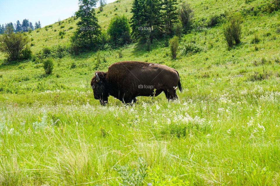 A large Bison stands in a field surrounded by lovely grass for nourishment on a perfect summer day