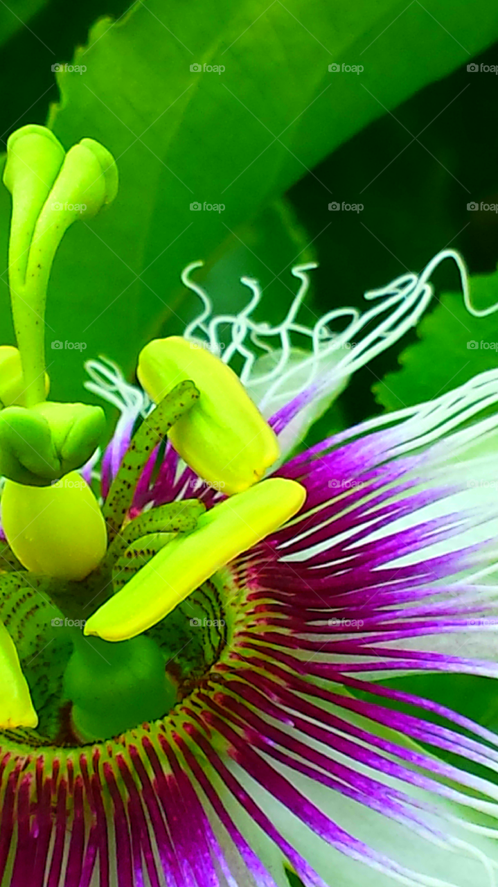 "Vibrant  Passion Flower"