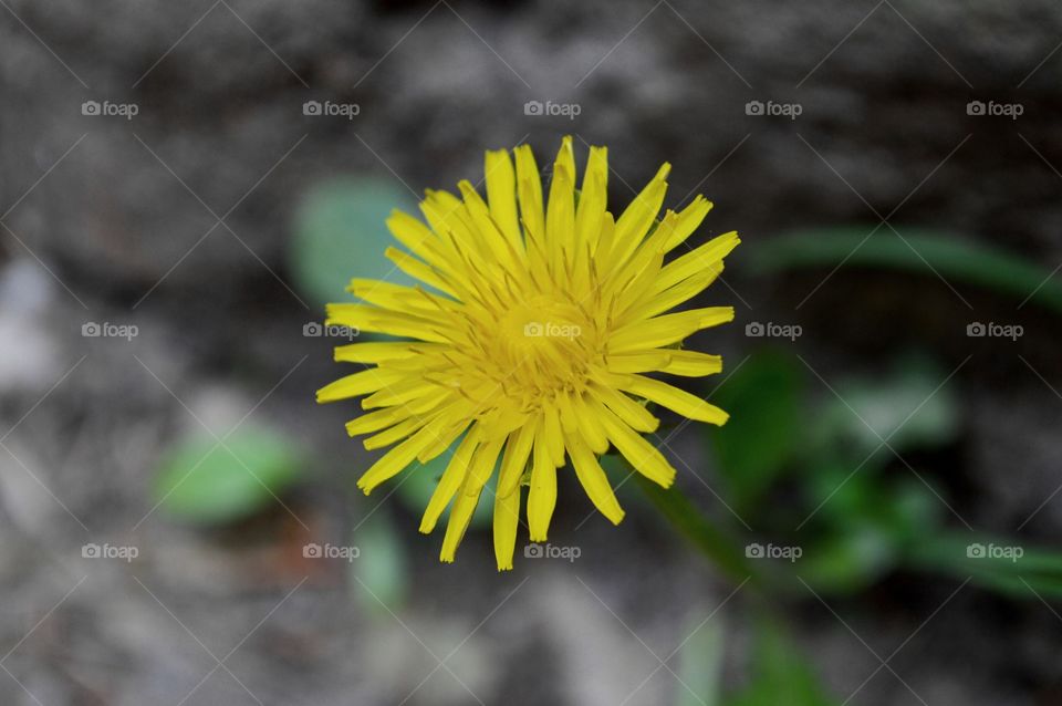 Yellow flower