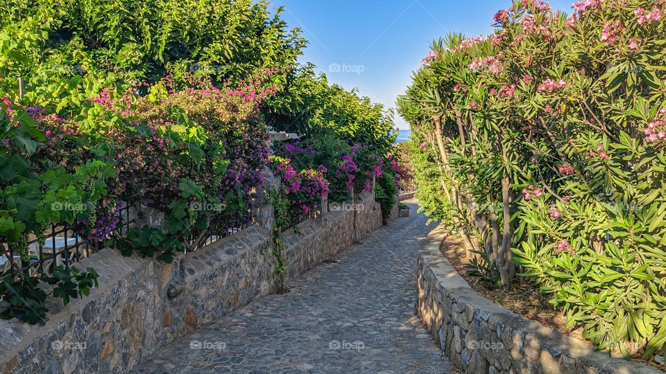 A beautiful view of a stone paved path with flowering shrubs on the sides leading down to St. Paul's Bay in the city of Lindos in Greece on the island of Rhodes, side view close-up.