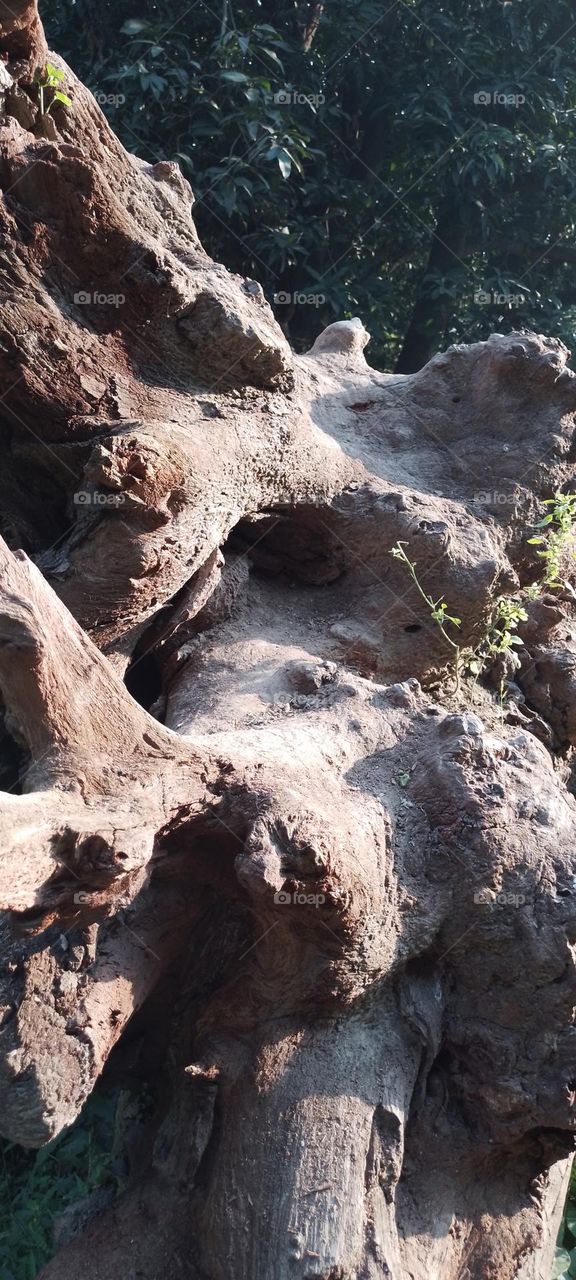 dried tree root