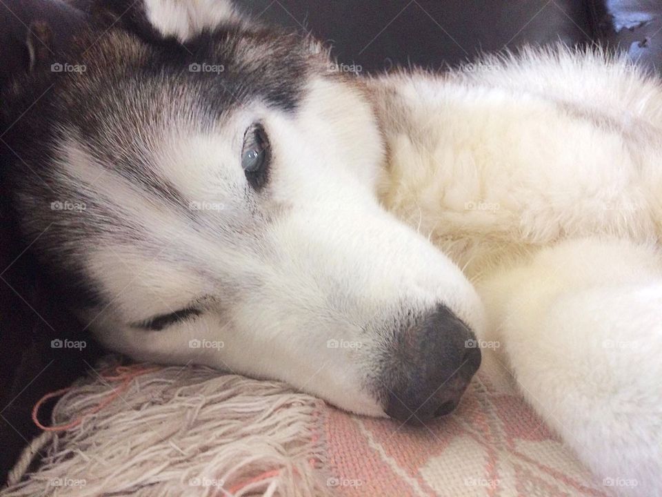 Lazy Husky 