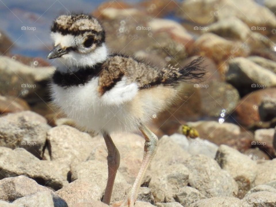 Killdeer chick