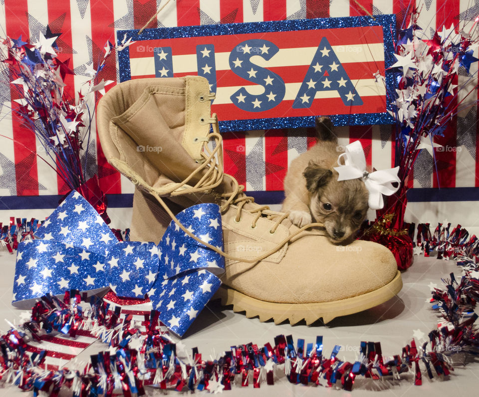 getting ready for 4th of july. chi-poo posing for thr 4th