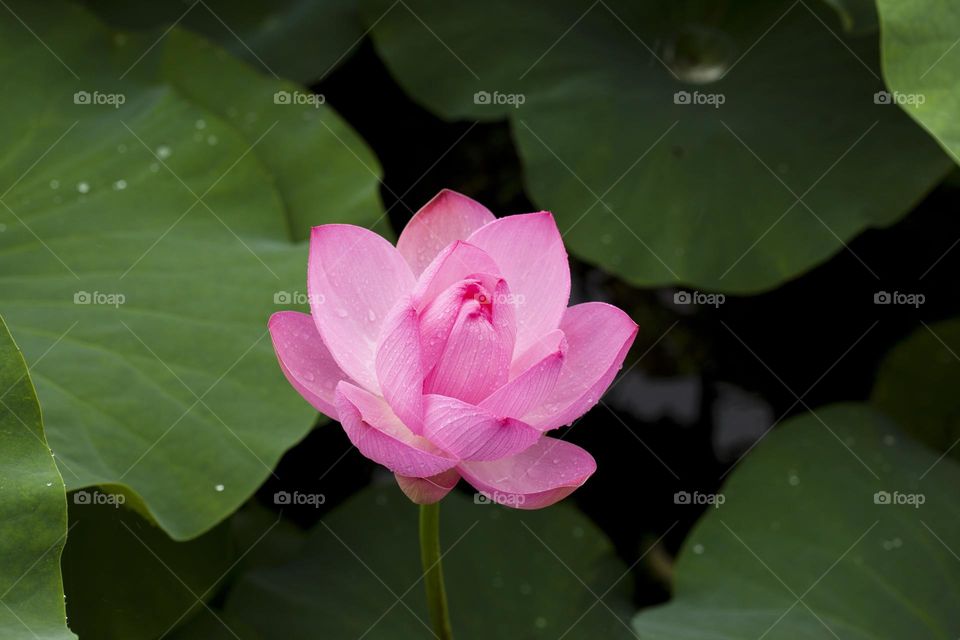 a beautiful pink flower with leaf in the water